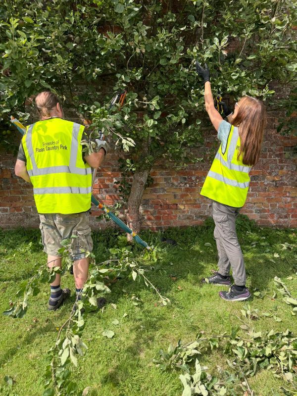 Pruning fruit trees in the walled garden